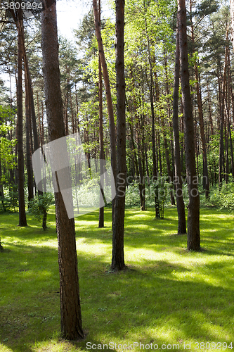 Image of trees in spring  