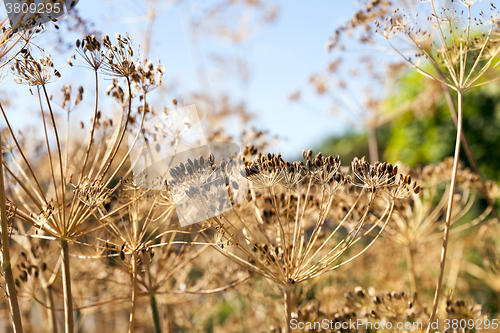 Image of ripe dry dill  