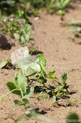 Image of Pea sprout in the spring  