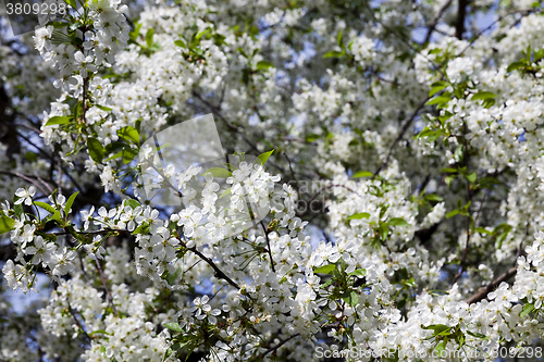 Image of cherry blossoms , spring