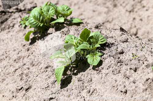 Image of Agriculture. Green potatoes 