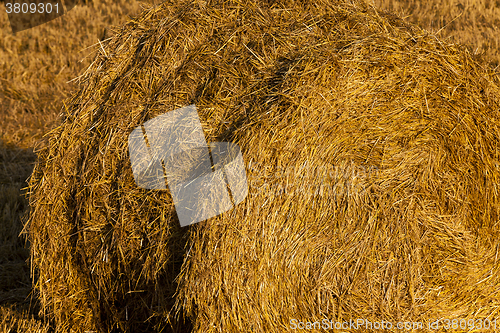 Image of Stack of straw  