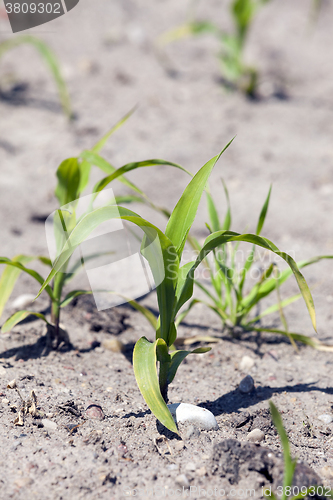 Image of Field with corn  