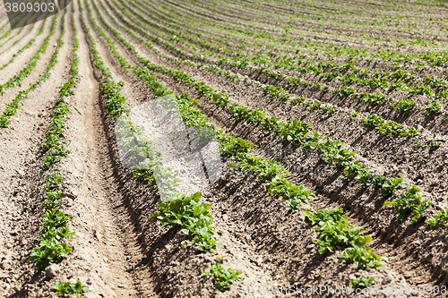 Image of potato field. close-up  