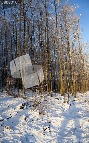 Image of trees in winter  