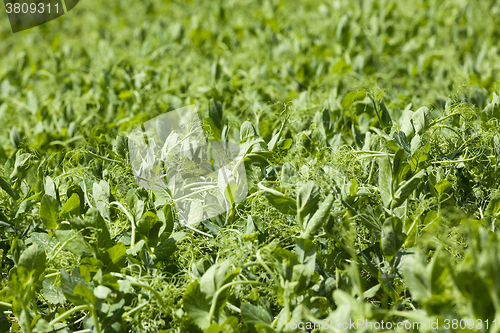 Image of Pea sprout in the spring 