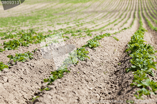 Image of potato field. close-up  