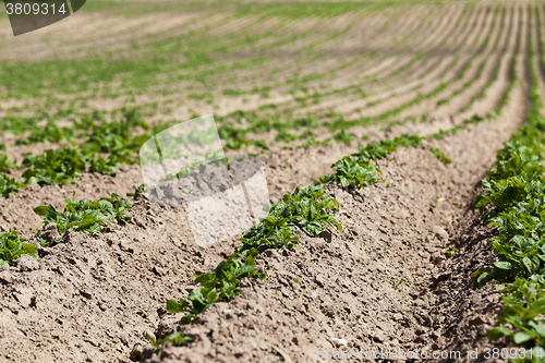 Image of Field with potato  