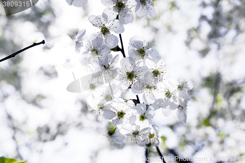 Image of cherry blossoms , spring