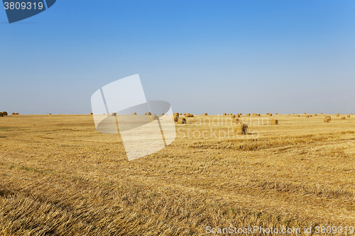 Image of   harvest of cereals