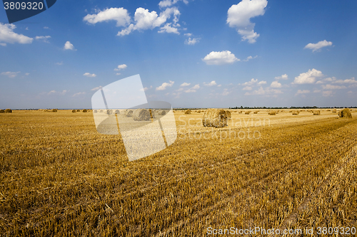 Image of haystacks straw ,  summer