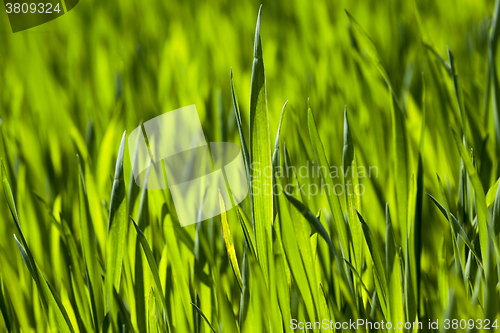 Image of Wheat close up  