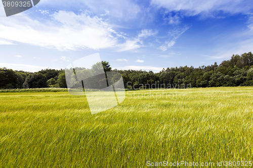 Image of immature cereals , field