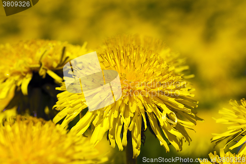 Image of yellow dandelion , spring
