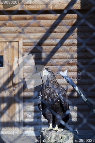 Image of Eagle at the zoo  