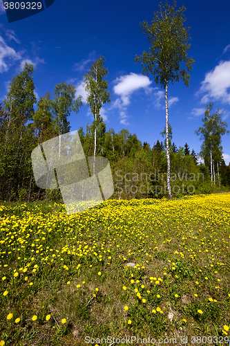 Image of yellow dandelions ,  spring  