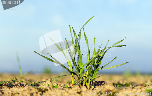 Image of sprout green wheat 