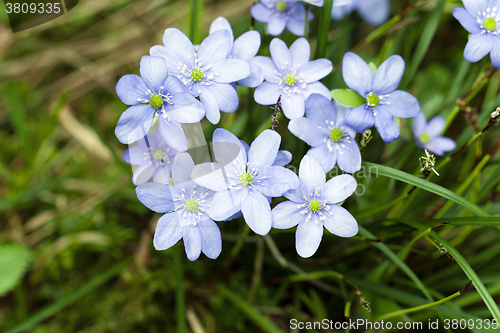 Image of blue spring flowers  
