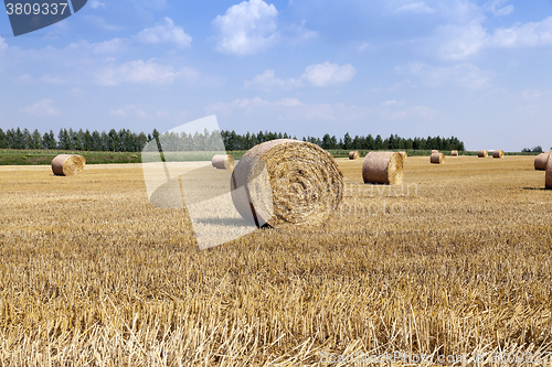 Image of harvesting cereals. bales  