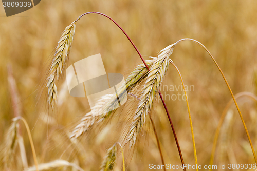 Image of mature cereal ,  close-up  