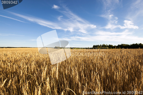 Image of  ripe yellow cereals