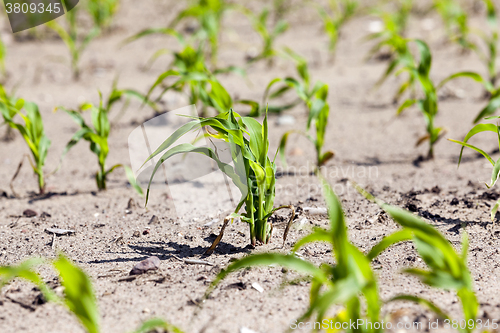 Image of corn field. close-up 