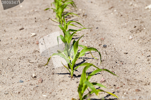 Image of corn field. close-up  