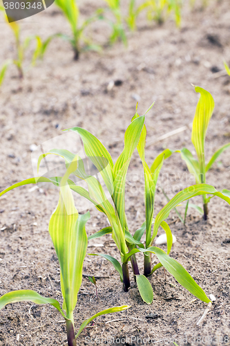 Image of young sprout of corn  