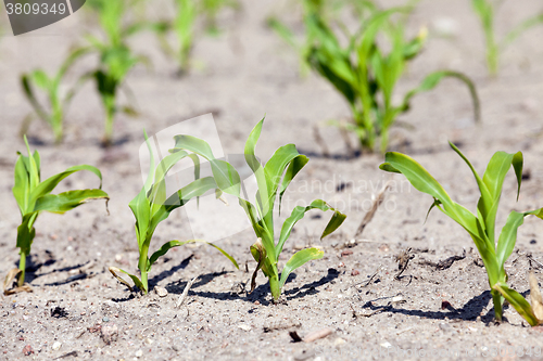 Image of corn field. close-up  