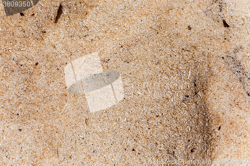 Image of sawdust close up 