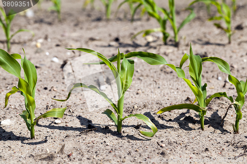 Image of corn field. close-up  