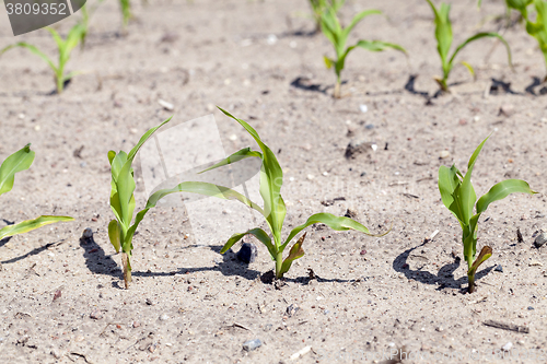 Image of corn field. close-up  