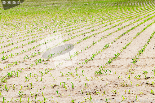 Image of corn field. close-up 