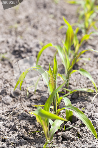 Image of Field with corn  