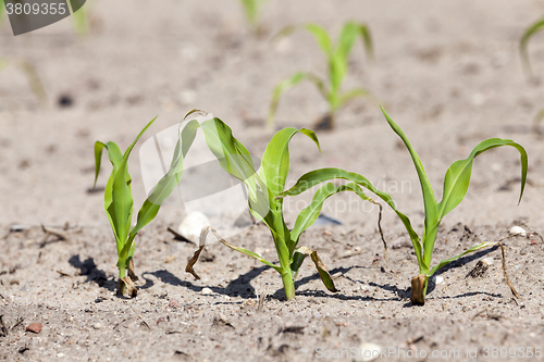 Image of Field with corn  