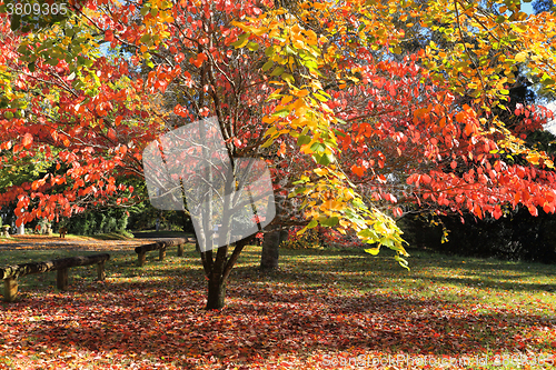 Image of Autumn Colours