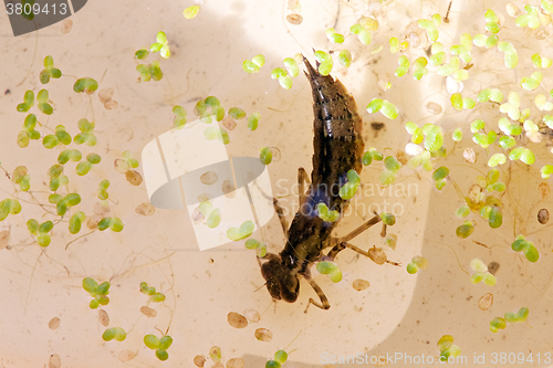 Image of dragonfly larva