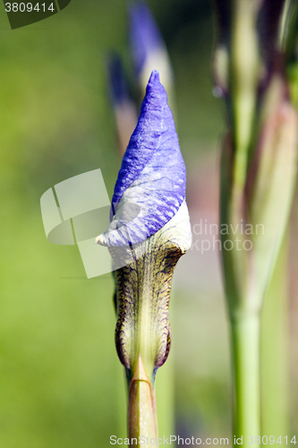 Image of Iris bud