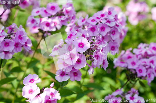 Image of phlox