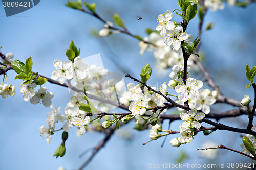 Image of plum blossom