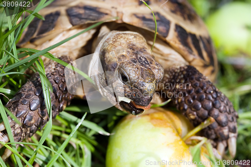 Image of tortoise