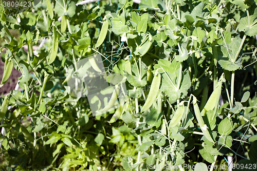 Image of pea pods 