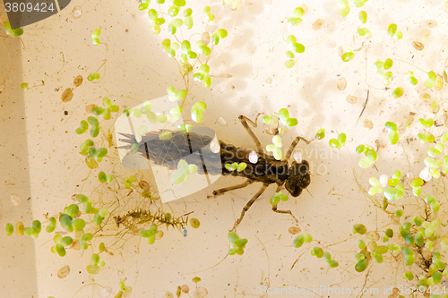 Image of dragonfly larva