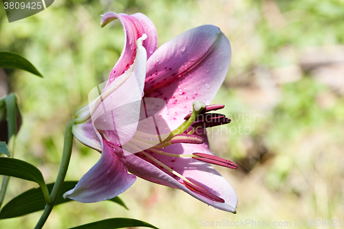 Image of Hemerocallis lily flower