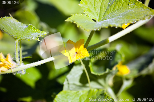 Image of cucumber flower