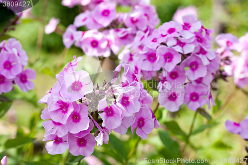 Image of phlox