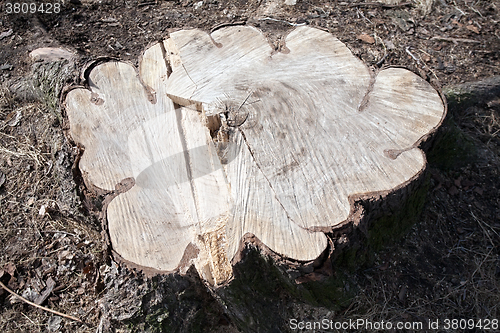 Image of stump