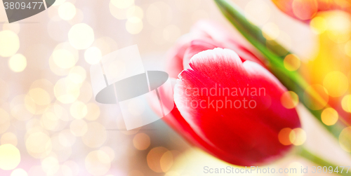 Image of close up of tulip flowers