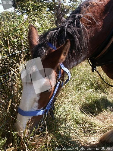 Image of Clydesdale Horse Eating Grass