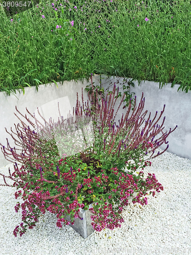 Image of Purple flowers decorating contemporary garden